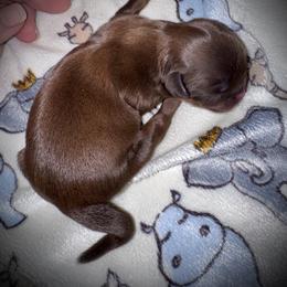 Liver-red male - Liver male Shih Tzu puppy in North Central Oregon, Oregon from T-Amore Shih Tzu