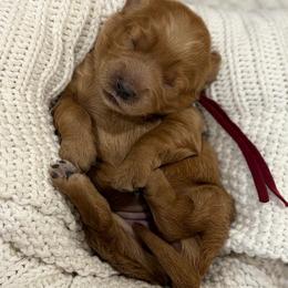 Sanders - Red  female Goldendoodle puppy in Zeeland, Michigan from Dandelion Lane Doodles