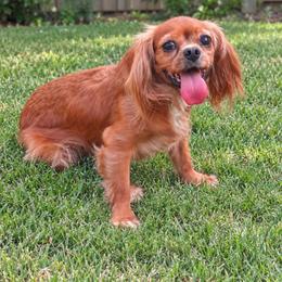Penny - Cavalier King Charles Spaniel