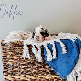 Dahlia Purple Collar - Merle female Sheepadoodle puppy in Republic, Missouri from DOOD & Co