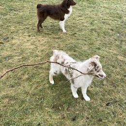 Australian Shepherd Puppies from Anderson Aussies