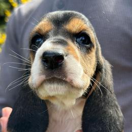 Female 4 - Black brown and white female Basset Hound puppy in Lindley, New York from Hill Top Basset Hounds & Cane Corso