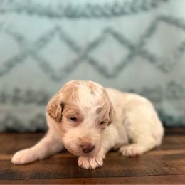 Juniper - Apricot female Aussiedoodle puppy in Charleston, Arkansas from Lazy S Aussies