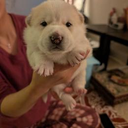 Boy 2 - Cream male Shiba Inu puppy in Rohnert Park, California from Shiba Inn