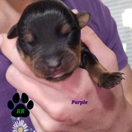 Purple - Black and mahogany female Rottweiler puppy in Tangent, Oregon from Raya's Royals