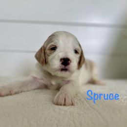 Spruce - Parti male Goldendoodle puppy in Stanford, Kentucky from Holloway Goldendoodles