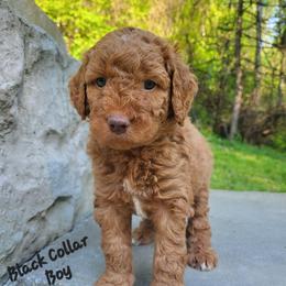 Black- Collar - Red  male Goldendoodle puppy in Fairmont, West Virginia from Mountainside Doodles, LLC