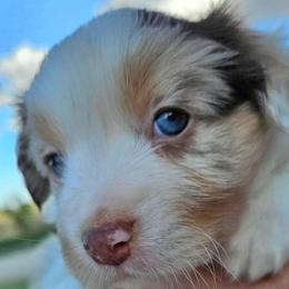 Rose - Red merle female Miniature Australian Shepherd puppy in Crowell, Texas from Ardent Aussie Acres