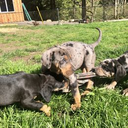 Catahoula Leopard Dog Puppies from Coweeman Catahoulas