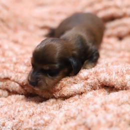 Cooper - Red male Dachshund puppy in Eaton, Ohio from Miniature Alphas Dachshunds