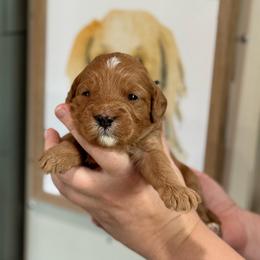 Wilson - Red  male Goldendoodle puppy in Wharton, Texas from Little Fur Friends