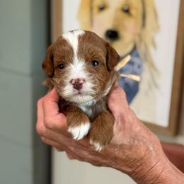 Tomato - Red  female Goldendoodle puppy in Wharton, Texas from Little Fur Friends