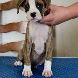Boy1 - Brindle male Boxer puppy in Earlsboro, Oklahoma from Lieben Boxers