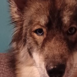 Siberian Huskies from Huginn & Muninn Siberian Huskies