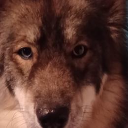 Siberian Huskies from Huginn & Muninn Siberian Huskies