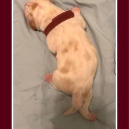 Burgundy collar feamale - Red and white female Basset Hound puppy in Columbia, South Carolina from Pawmetto Hounds