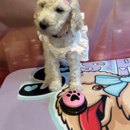 Sienna - Cream Cheese - White female Poodle puppy in Mobile, Alabama from Semmy’s Standard Poodle LLC