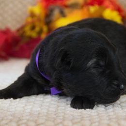 German Shepherd Puppies from Journey's German Shepherds (Kennel Vom Himmel)