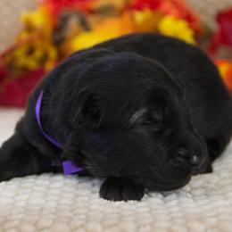 German Shepherd Puppies from Journey's German Shepherds (Kennel Vom Himmel)