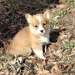 Triple Clear, CKC, OFA parents - Red and white female American Corgi puppy in Harpursville, New York from Rex Farm Corgis