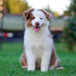 Harmony - Red tri-color female Australian Shepherd puppy in Stephenville, Texas from Diamond H Aussies