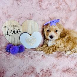 Cheska - Red female Maltipoo puppy in West Jordan, Utah from Mid Sized Maltipoos and More LLC