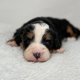 Cadence - Tri-color female Bernedoodle puppy in Fleming, Colorado from Vandenbark Doodles