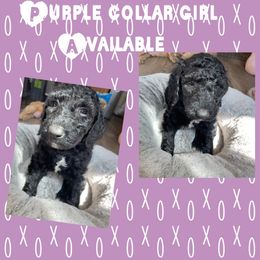 Goldendoodle Puppies from High Standards Az