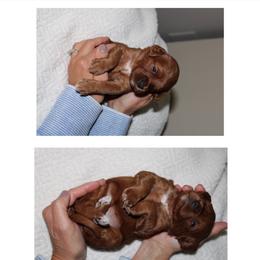 Pumpkin - Red  female Goldendoodle puppy in Trenton, Tennessee from Pickard’s country Golden doodles