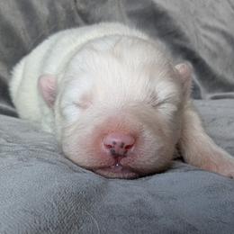 AKC boy 'Puff' - White male Samoyed puppy in Tombstone, Arizona from High Lonesome