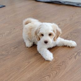 Peach - Apricot male Australian Labradoodle puppy in Fort Defiance, Virginia from Crown Doodles