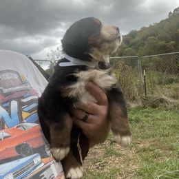 Toby - Black rust and white male Bernese Mountain Dog puppy in Falls Mills, Virginia from Buck’s Bernese