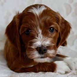 Goldendoodles from Daring Doodles