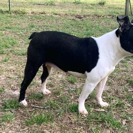 Stella - Boston Terrier