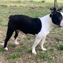 Stella - Boston Terrier