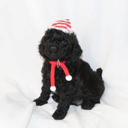 Bernedoodle, Cavapoo, and Poodle Puppies from Liberty Farms Puppies