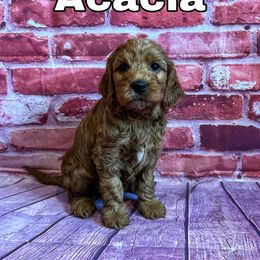 Acacia - Red  Goldendoodle puppy in Bountiful, Utah from Red Brick Doodles