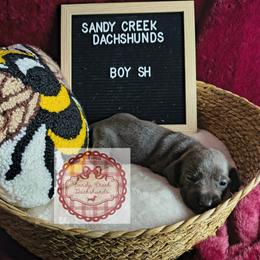 Doc - Gray (blue) male Dachshund puppy in Rosanky, Texas from Sandy Creek Minatare Dachshunds
