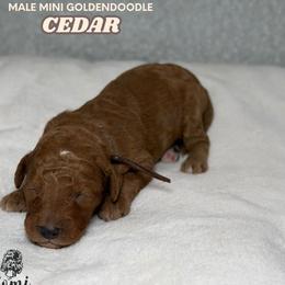 Cedar - Red  male Goldendoodle puppy in Palmetto Bay, Florida from SOMIDOODLES