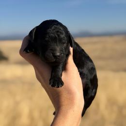 Thor - Black male Goldendoodle puppy in Millville, California from Hope Lane Kennels