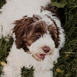 Winnie - Australian Labradoodle