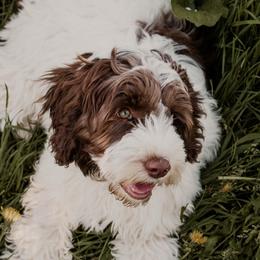 Winnie - Australian Labradoodle