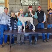 Kilo - English Setter