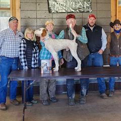 Kilo - English Setter