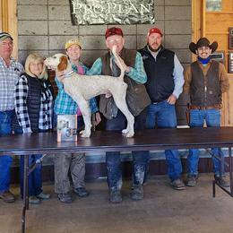 Kilo - English Setter