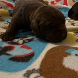 Boy 1 - Chocolate Labrador Retriever puppy in Hutto, Texas from Texas Bluebonnet Labs
