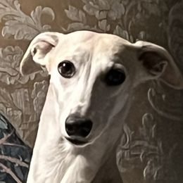 Boujee - Whippet