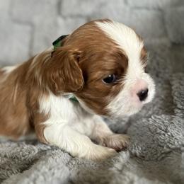 Russell - Blenheim male Cavalier King Charles Spaniel puppy in Wilton, California from Becky's Cavalier King Charles Spaniels