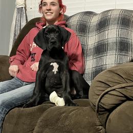 Great Dane Puppies from Mara Danes