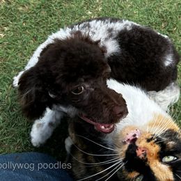 Envi - Parti female Poodle puppy in Summerville, Georgia from Pearly’s Pugs & Pollywog Poodles